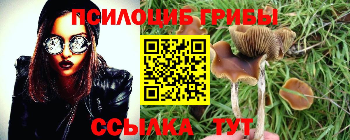 Псилоцибиновые грибы Psilocybine cubensis  Галлюциногенные грибы Psilocybe  Чехов  Вход с VPN 